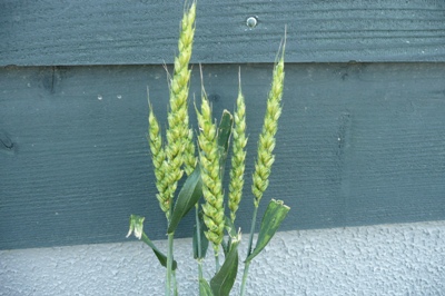 ６月の金沢大地の花壇の小麦