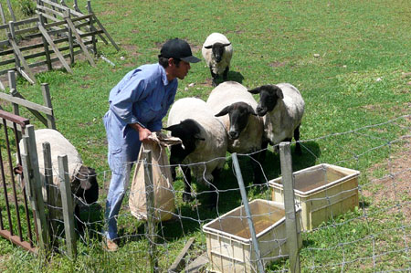 ６月の農場の羊たち