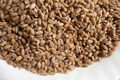 金沢大地の小麦と外国産小麦の全粒粉パンを食べ比べ